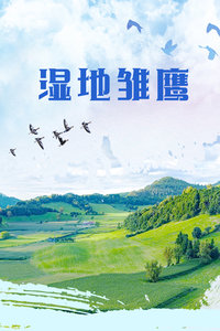 濕地雛鷹